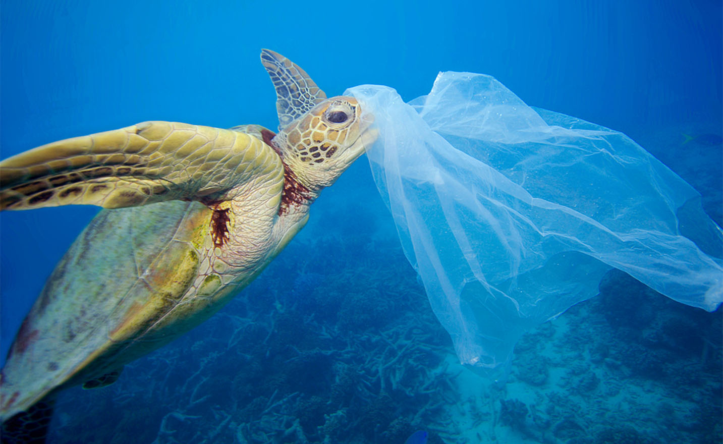 Plastica, inquinamento, oceani | PRINGO - Agenzia di Comunicazione Web e Stampa
